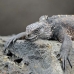 iguana_marine_san_v_0120_ecu2317.jpg